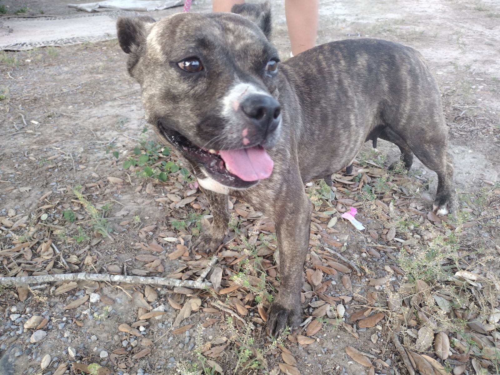 Enlarge Boba, a Adoptable mixed breed in Donna, TX image 2/3