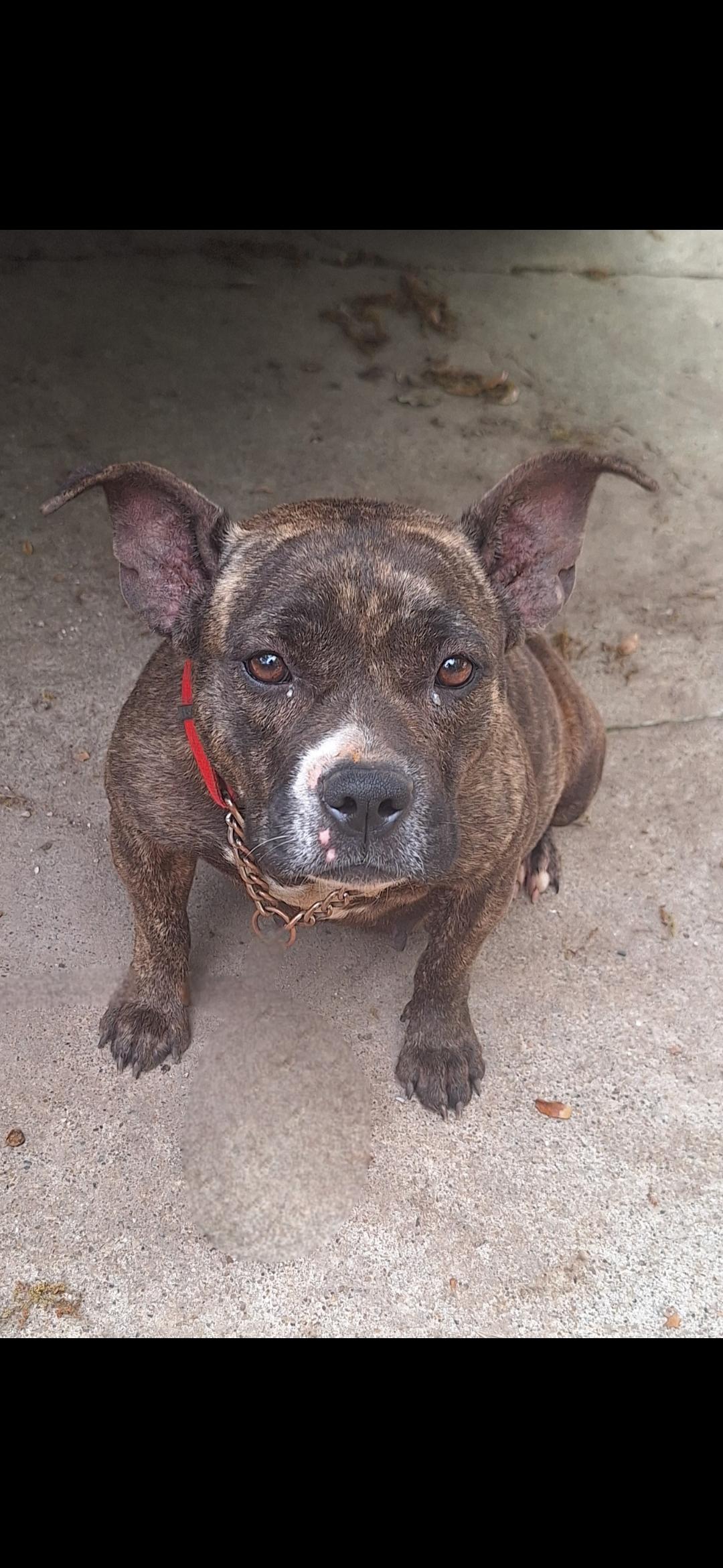Enlarge Boba, a Adoptable mixed breed in Donna, TX image 4/4
