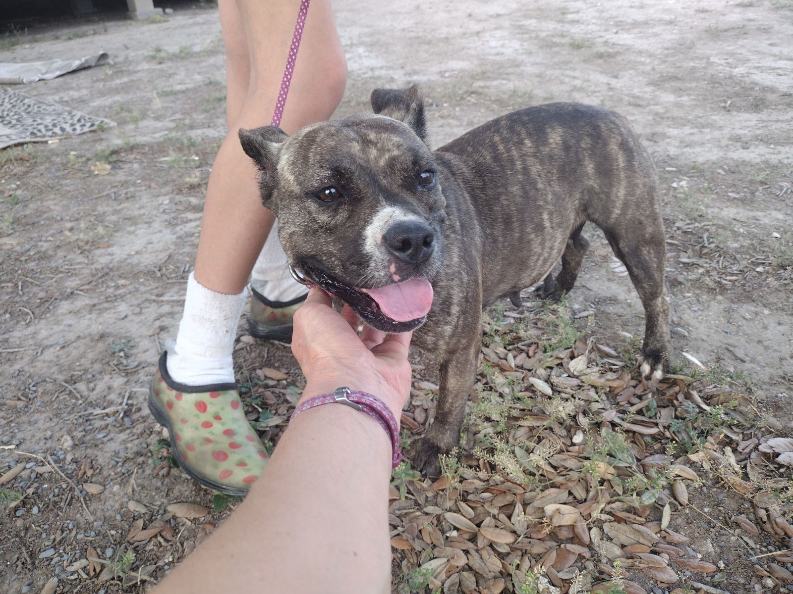 Enlarge Boba, a Adoptable mixed breed in Donna, TX image 3/3