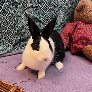 Katara, a Adoptable Dutch in Oakland, CA image 5/6