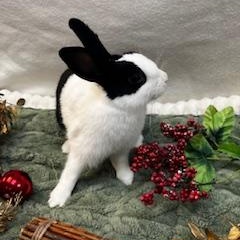 Katara, a Adoptable Dutch in Oakland, CA image 6/6