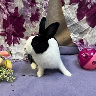 Katara, a Adoptable Dutch in Oakland, CA image 4/6