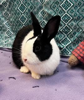 Katara, a Adoptable Dutch in Oakland, CA image 1/6