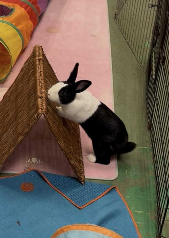 Katara, a Adoptable Dutch in Oakland, CA image 2/6