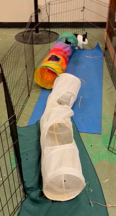 Enlarge Katara, a Adoptable Dutch in Oakland, CA video 3/6