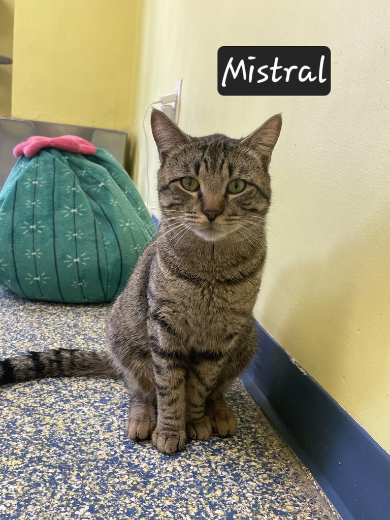 Mistral, Adoptable, Adult Male Domestic Short Hair.