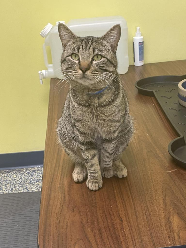 Enlarge Mistral, a Adoptable mixed breed in Maumelle, AR image 2/4