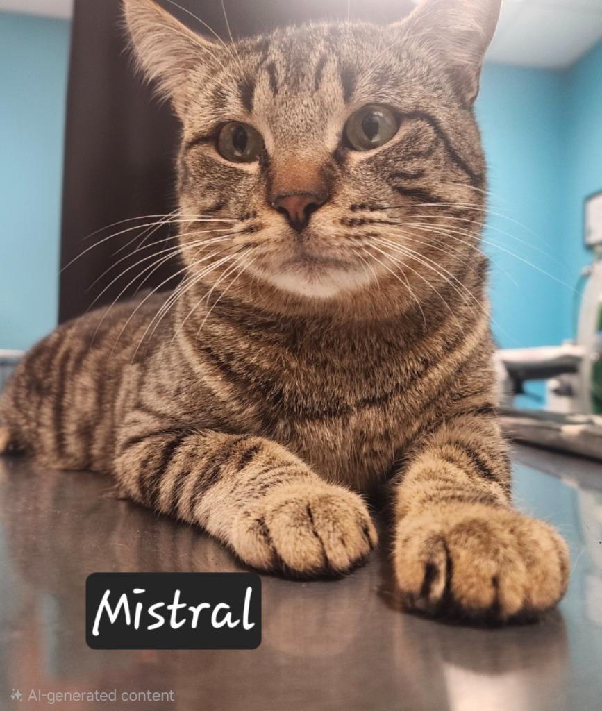 Enlarge Mistral, a Adoptable mixed breed in Maumelle, AR image 1/1