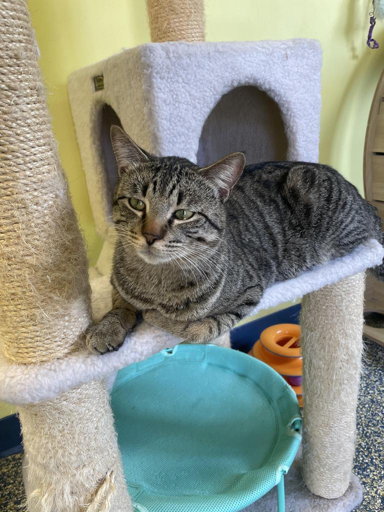 Enlarge Mistral, a Adoptable mixed breed in Maumelle, AR image 4/4