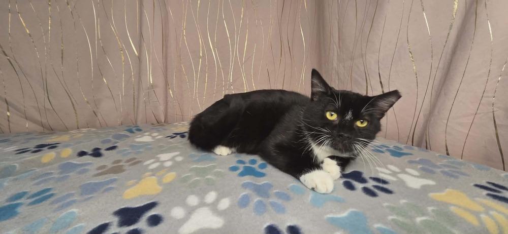 Seymour, Adoptable, Kitten Male Domestic Short Hair.