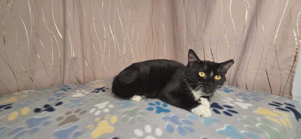 Seymour, a Adoptable Domestic Short Hair in Long Beach, MS image 2/6