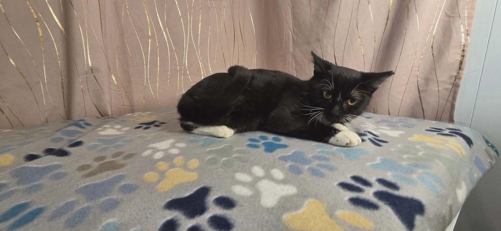 Seymour, a Adoptable Domestic Short Hair in Long Beach, MS image 3/6