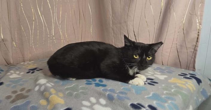 Seymour, a Adoptable Domestic Short Hair in Long Beach, MS image 4/6