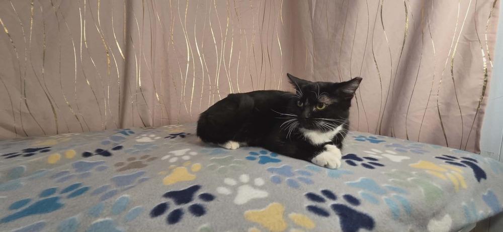 Seymour, a Adoptable Domestic Short Hair in Long Beach, MS image 5/6