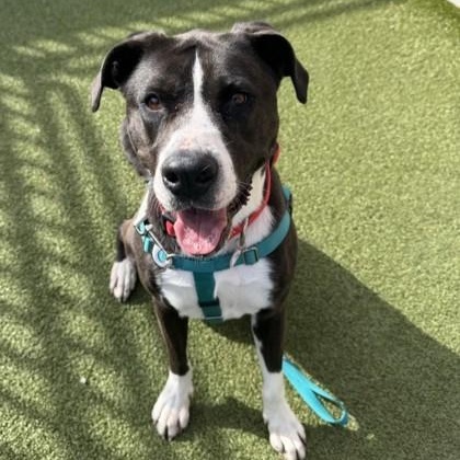 Enlarge Gretchen, a ADOPTABLE Mixed Breed in Santa Cruz, CA image 3/3