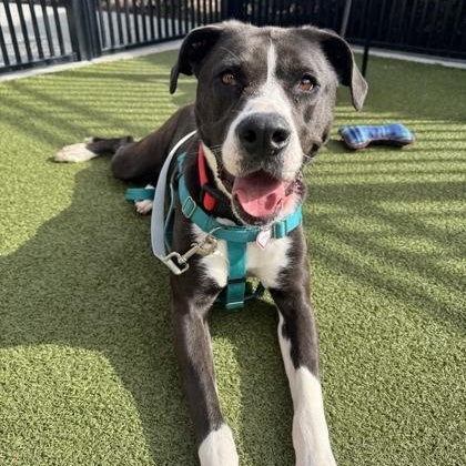 Gretchen, ADOPTABLE, Adult Female Mixed Breed.