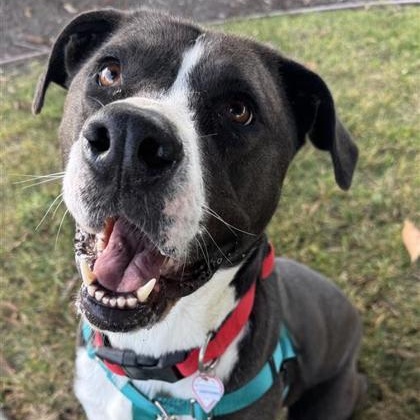 Enlarge Gretchen, a ADOPTABLE Mixed Breed in Santa Cruz, CA image 2/3