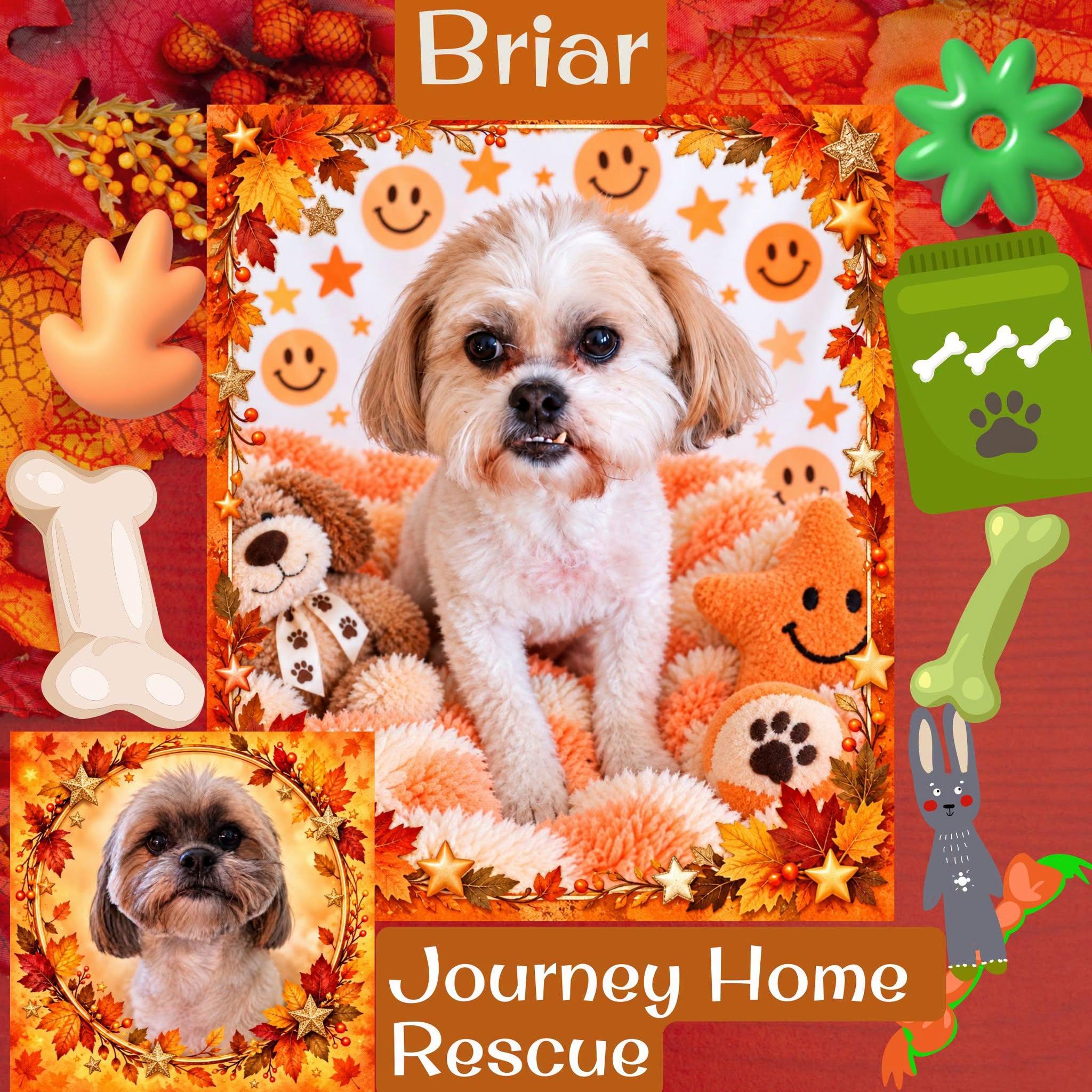 Briar, Adoptable, Senior Female Lhasa Apso.