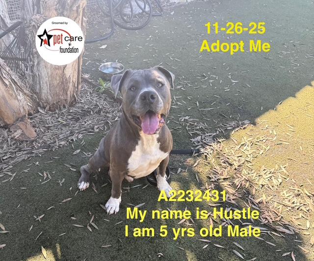 HUSTLE, Adoptable, Adult Male Pit Bull Terrier.
