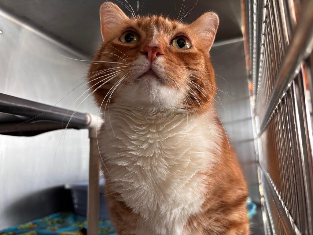 Papa O, Adoptable, Senior Male Domestic Short Hair.