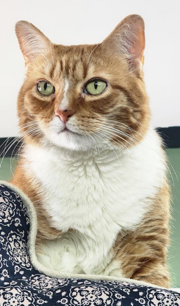 Papa O, a Adoptable mixed breed in Port Jervis, NY image 3/3