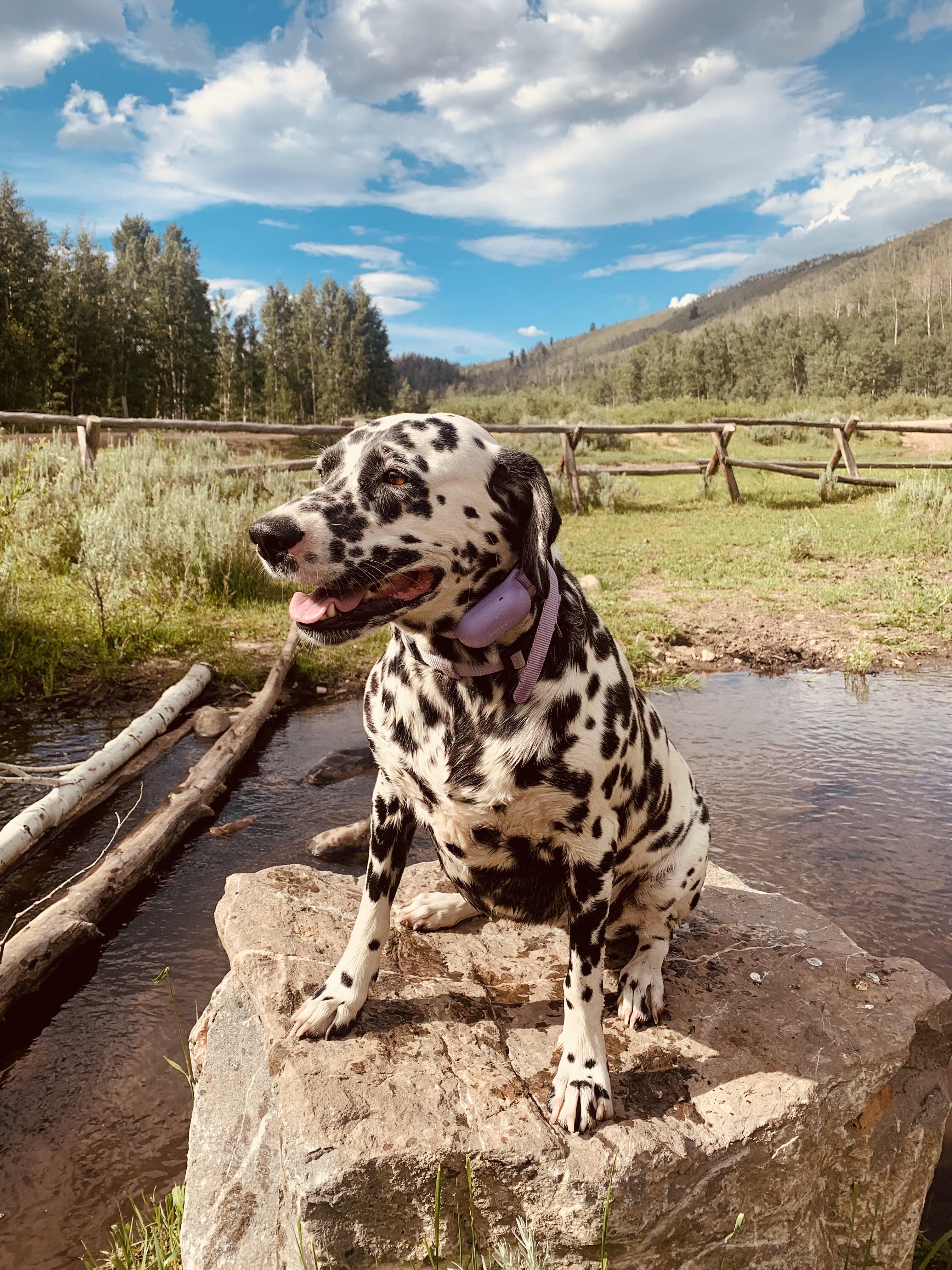 Lucy-Pleasant Grove, UT, an adoptable Dalmatian in Pleasant Grove, UT, 84062 | Photo Image 3