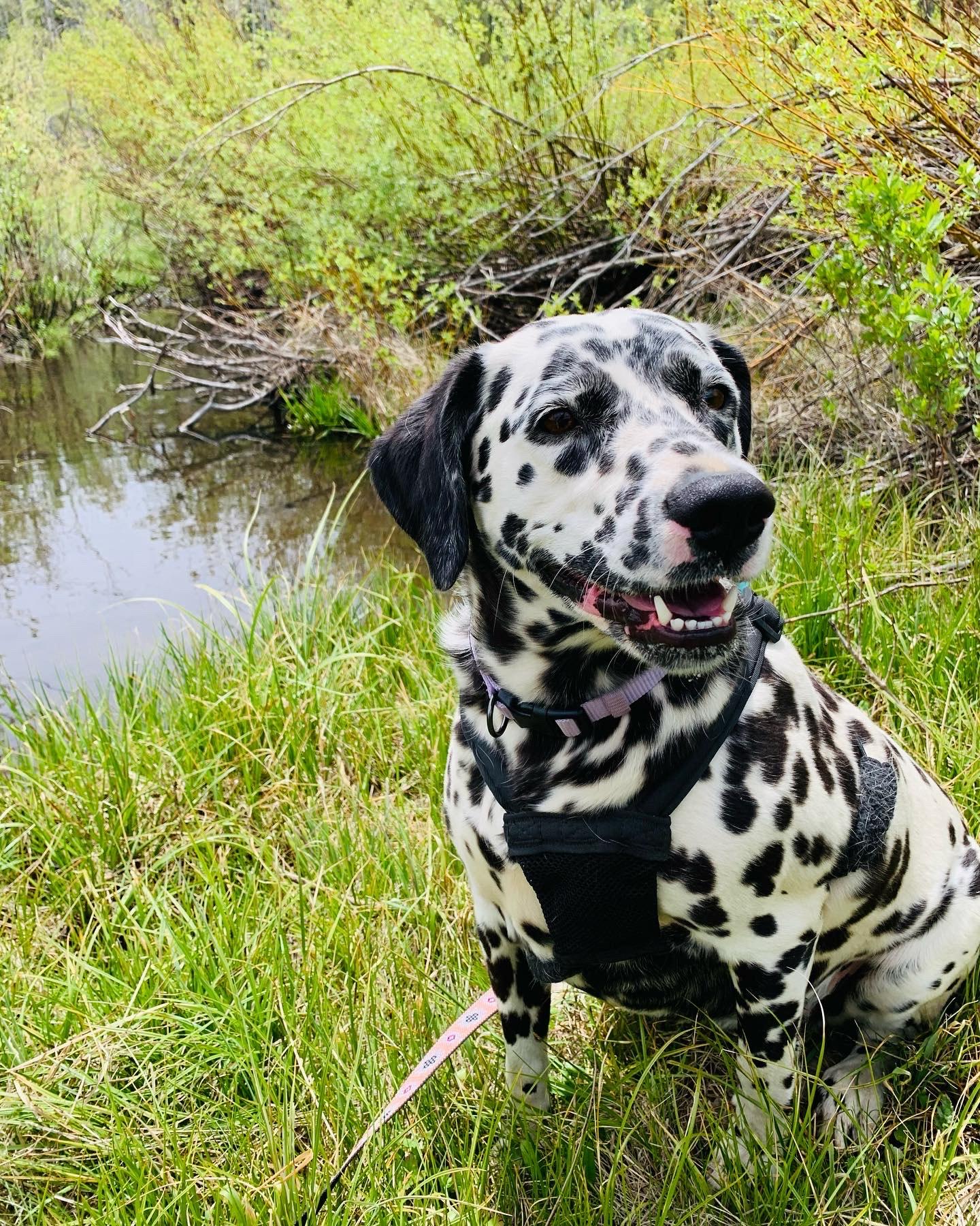 Lucy-Pleasant Grove, UT, an adoptable Dalmatian in Pleasant Grove, UT, 84062 | Photo Image 1