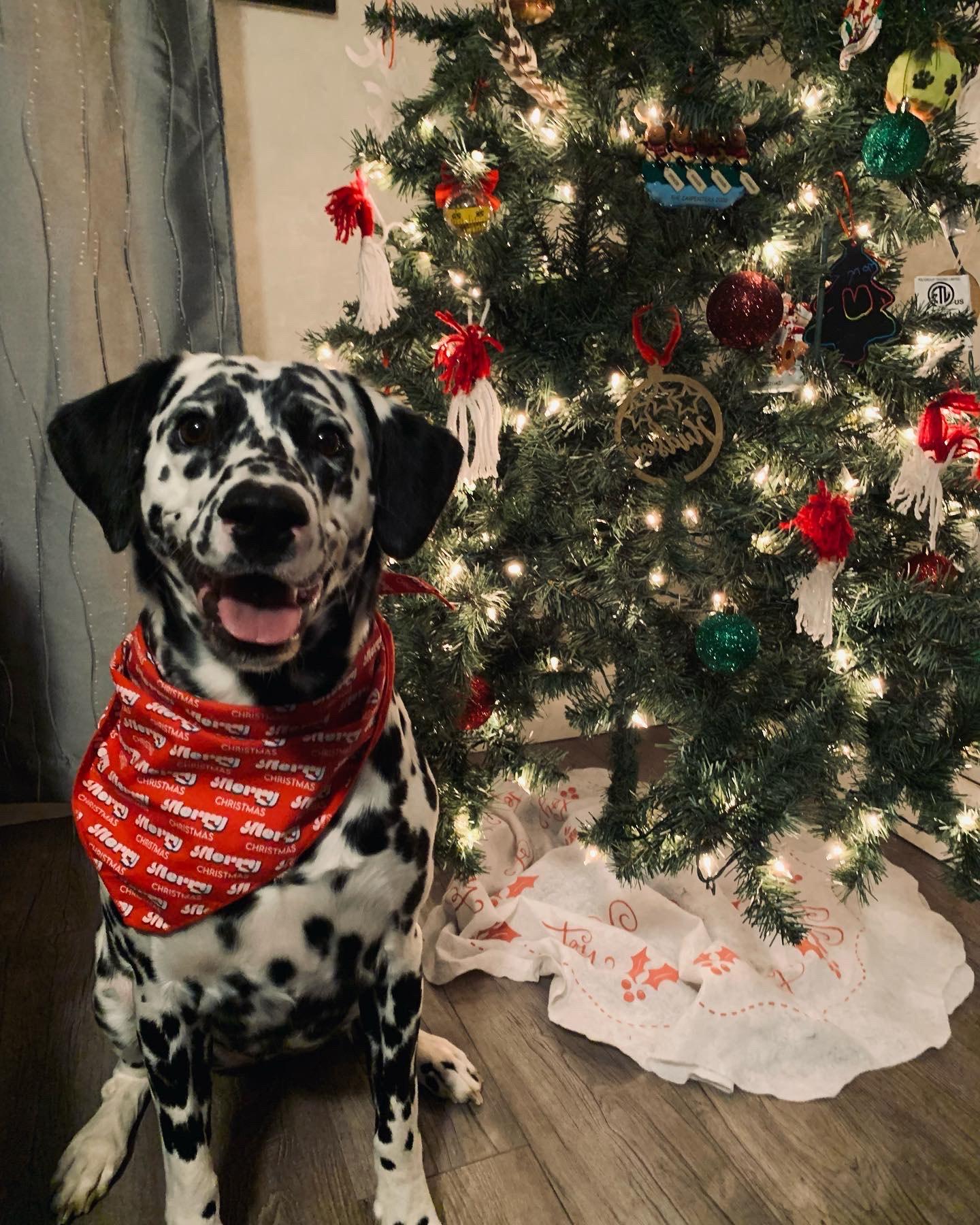 Lucy-Pleasant Grove, UT, an adoptable Dalmatian in Pleasant Grove, UT, 84062 | Photo Image 4