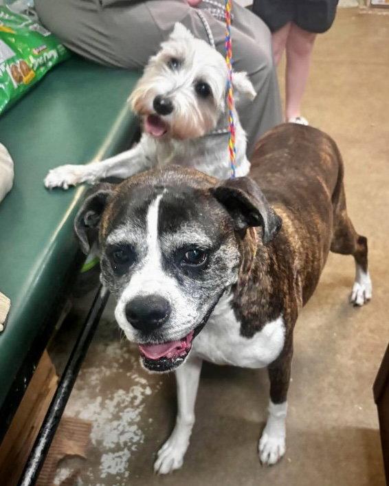 Frankie, Adoptable, Senior Female Boxer.