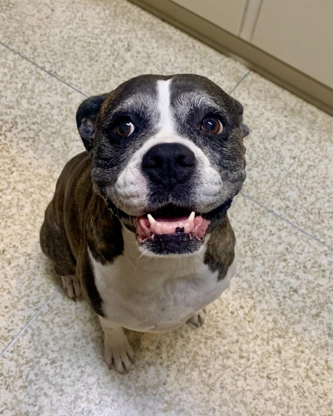 Enlarge Frankie, a Adoptable Boxer in Monticello, NY image 2/3