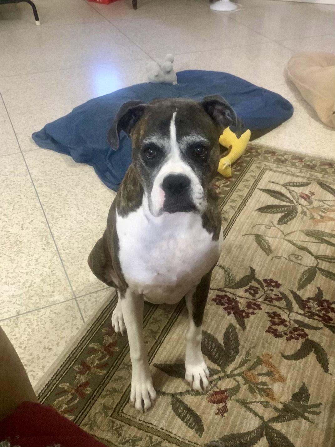 Enlarge Frankie, a Adoptable Boxer in Monticello, NY image 3/3
