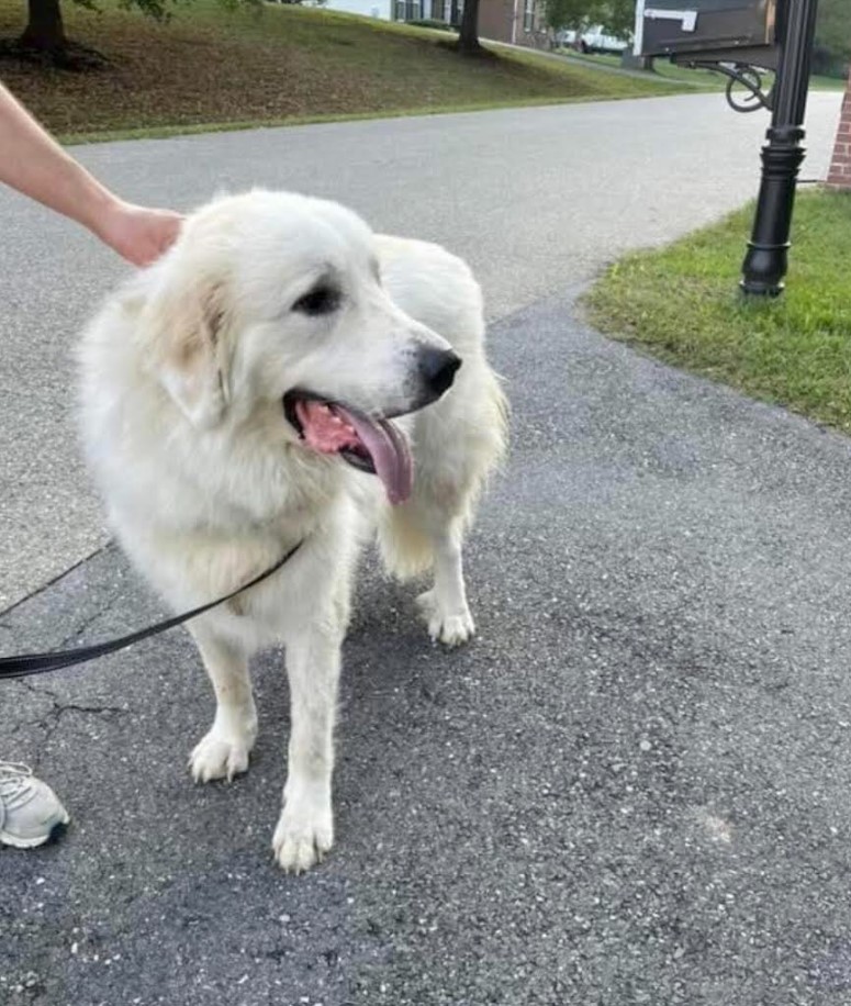 Dog for adoption Max, a Great Pyrenees Mix in Edgewater, MD Petfinder