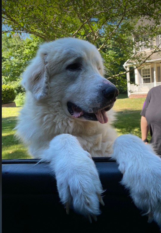 Dog for adoption Max, a Great Pyrenees Mix in Edgewater, MD Petfinder