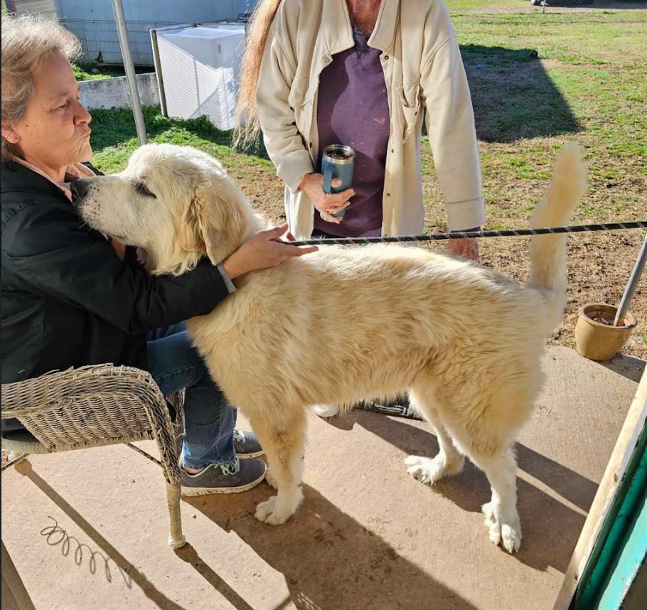 Dog for adoption Max, a Great Pyrenees Mix in Edgewater, MD Petfinder