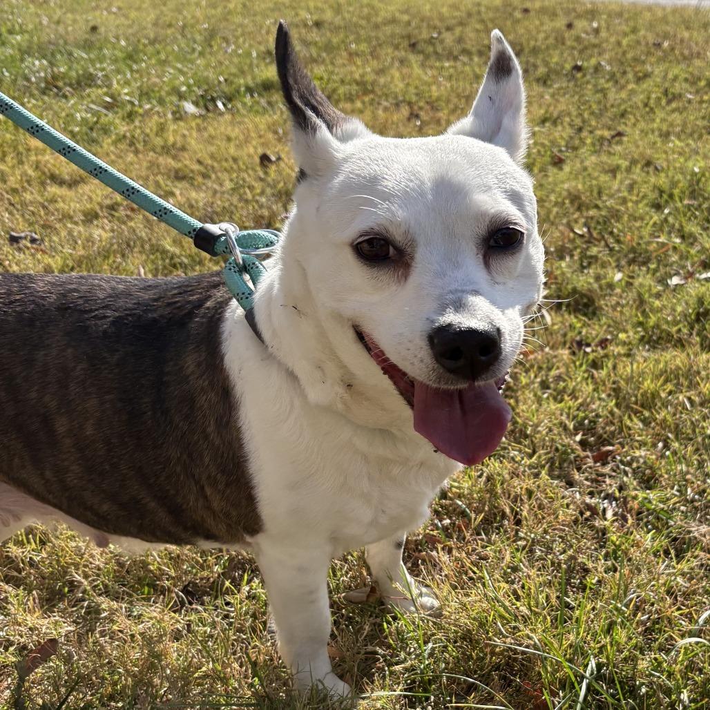 Maisy, a Adoptable mixed breed in Richmond, VA image 1/6
