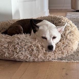 Maisy, a Adoptable mixed breed in Richmond, VA image 2/6