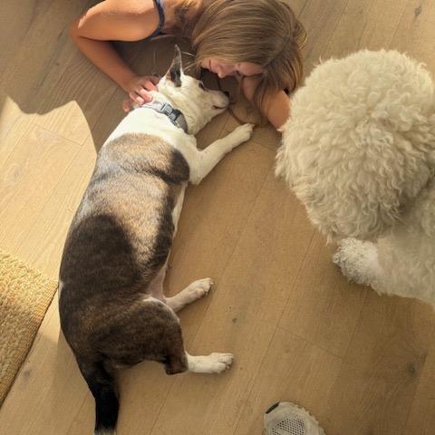 Maisy, a Adoptable mixed breed in Richmond, VA image 3/6