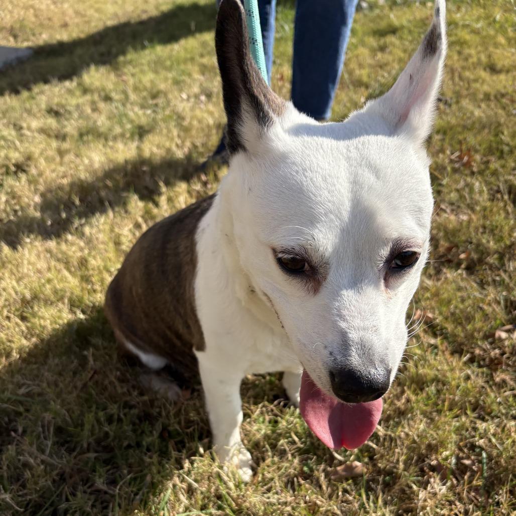 Maisy, a Adoptable mixed breed in Richmond, VA image 4/6