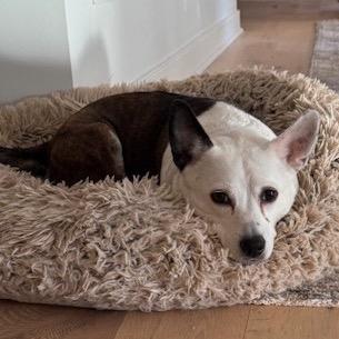 Maisy, a Adoptable mixed breed in Richmond, VA image 5/6