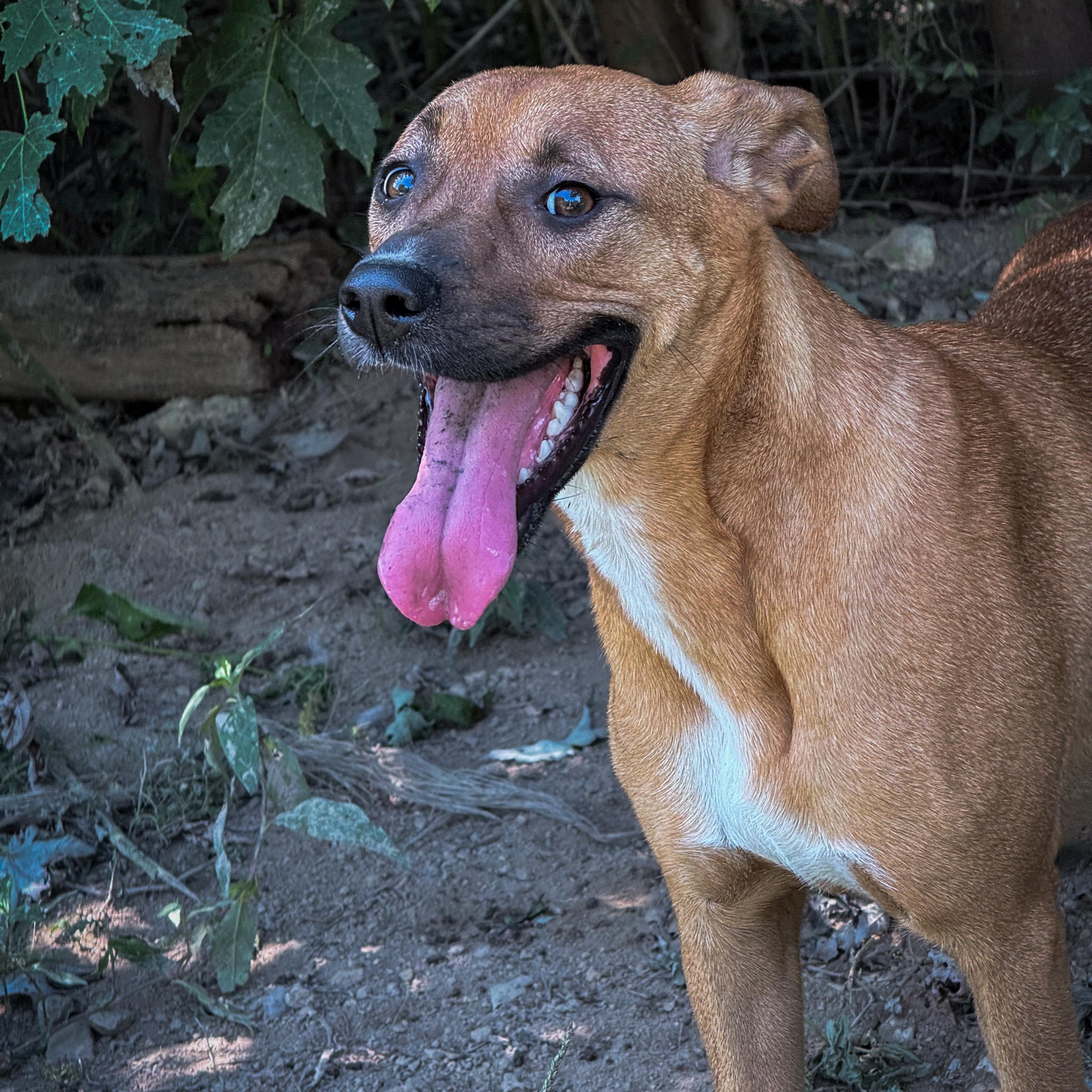 Enlarge Tippy, a ADOPTABLE mixed breed in Junction City, KY image 3/4