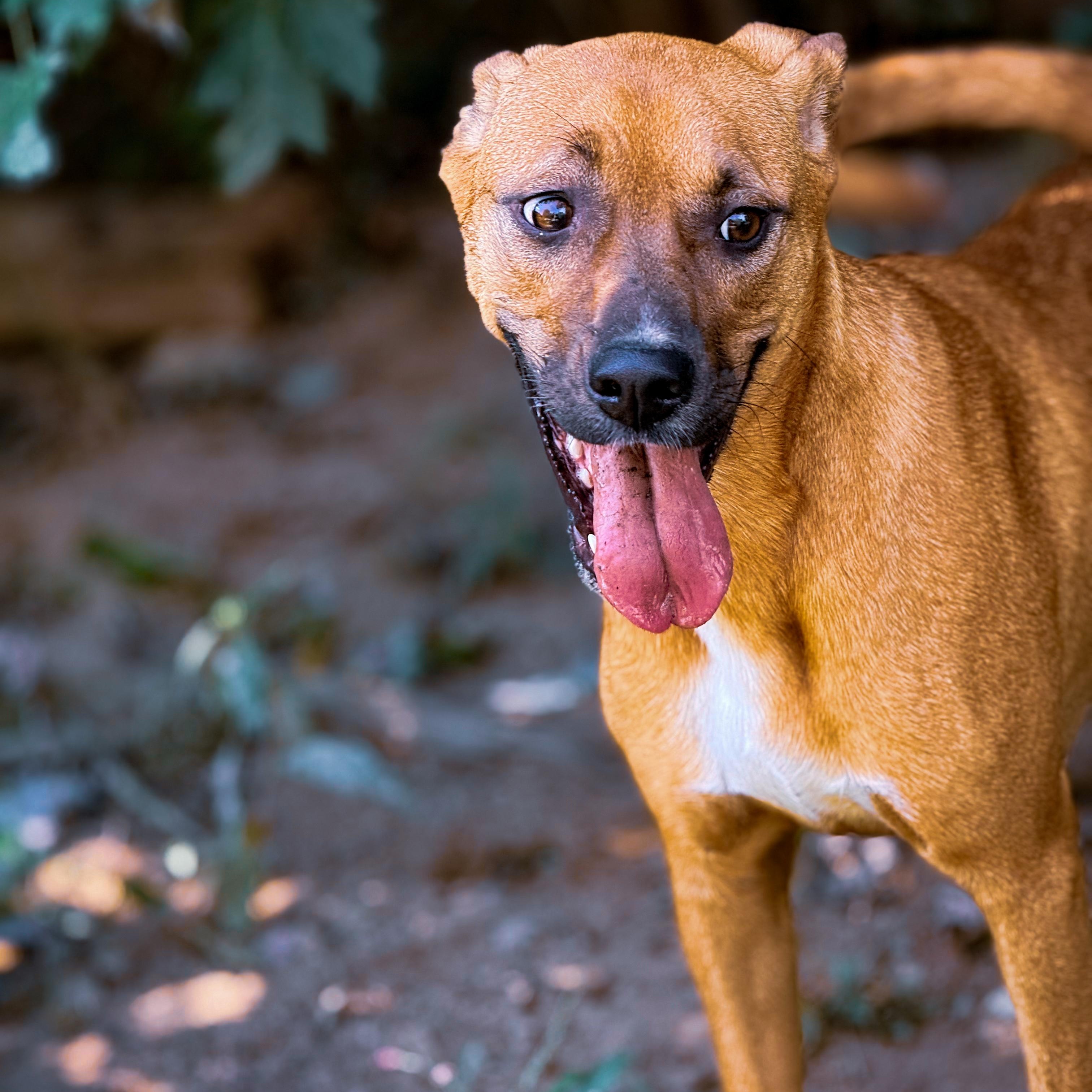 Tippy, ADOPTABLE, Young Female Hound.