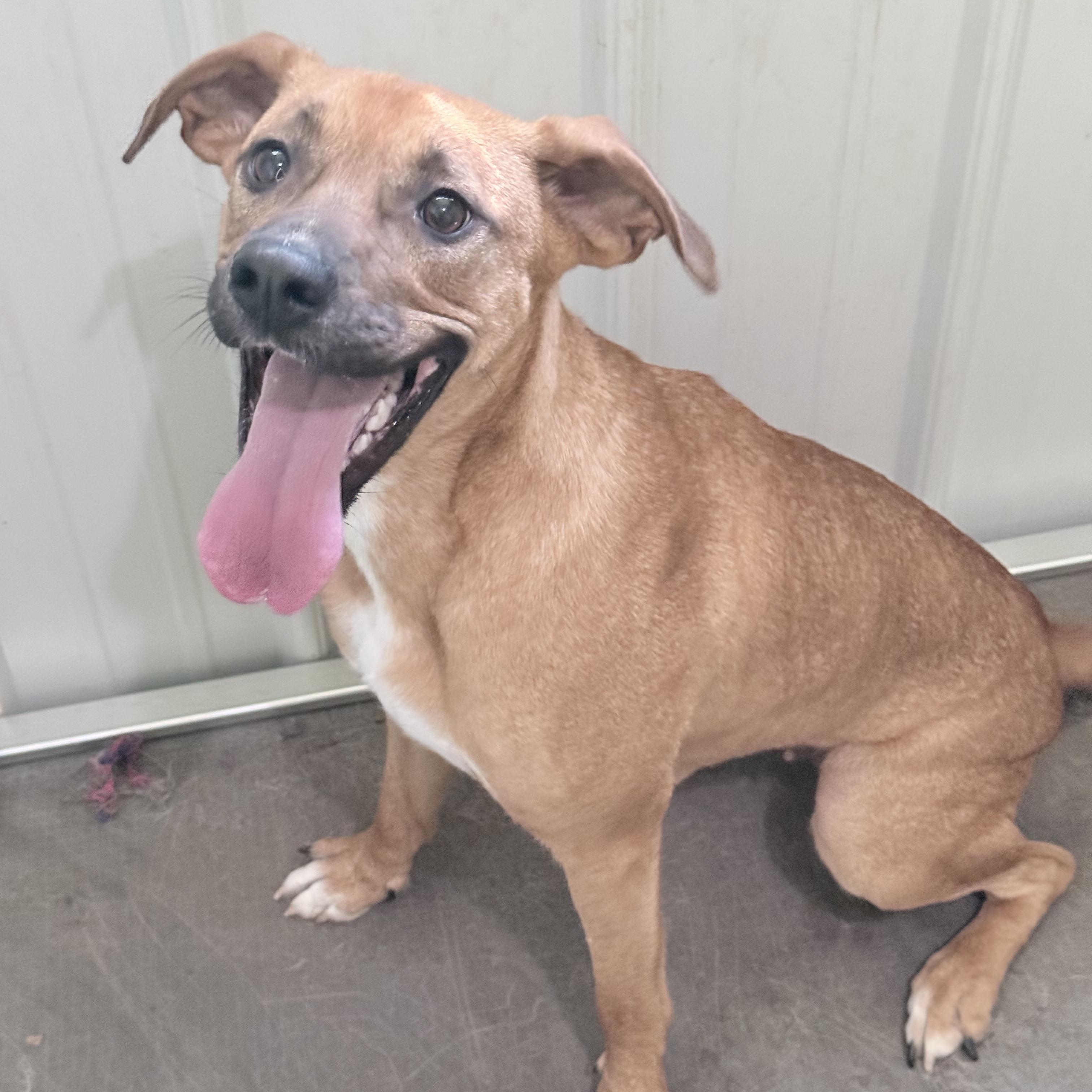Enlarge Tippy, a ADOPTABLE mixed breed in Junction City, KY image 2/4