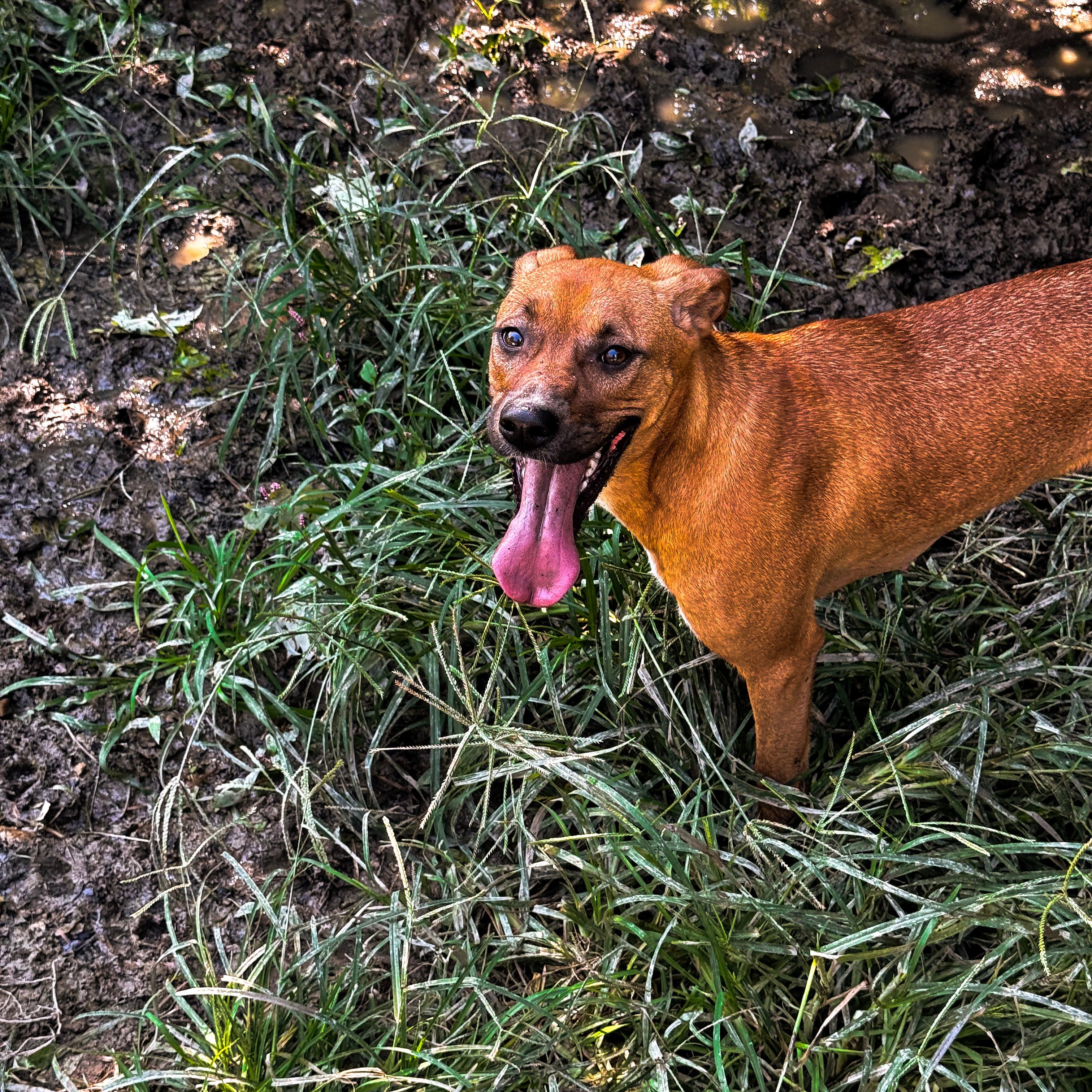 Enlarge Tippy, a ADOPTABLE mixed breed in Junction City, KY image 4/4