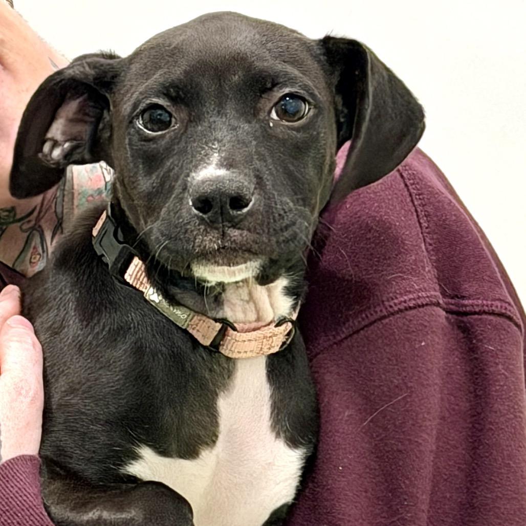 Polar Bear, Adoptable, Puppy Female Mixed Breed.
