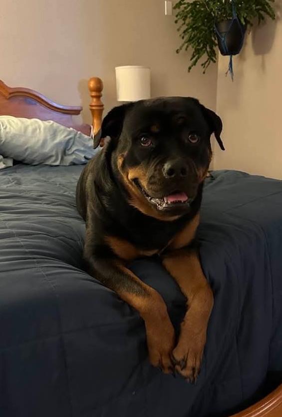 Molly, a Adoptable Rottweiler in Tacoma, WA image 1/3