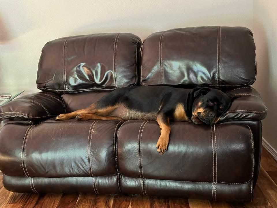 Molly, a Adoptable Rottweiler in Tacoma, WA image 2/3