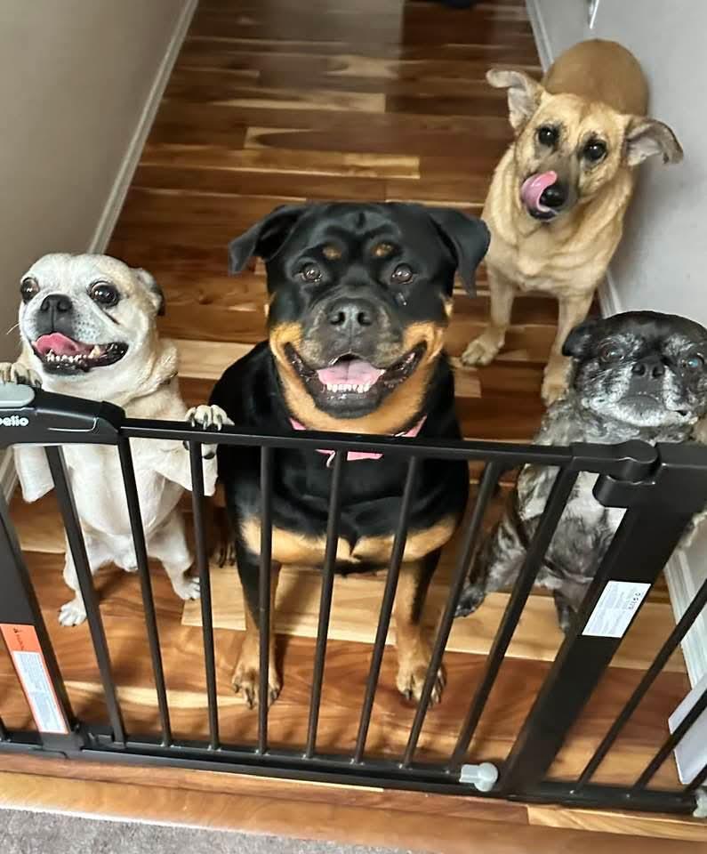 Molly, a Adoptable Rottweiler in Tacoma, WA image 3/3