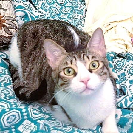 Oscar the Sweet (Tripod), a Adoptable mixed breed in Mississauga, ON image 3/6