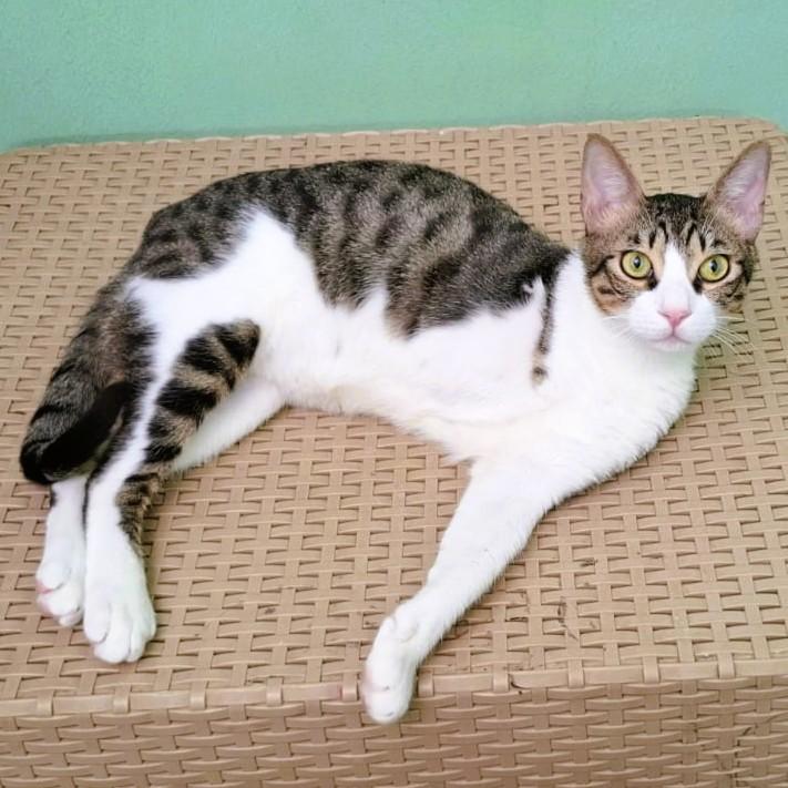 Oscar the Sweet (Tripod), Young Male Egyptian Mau
