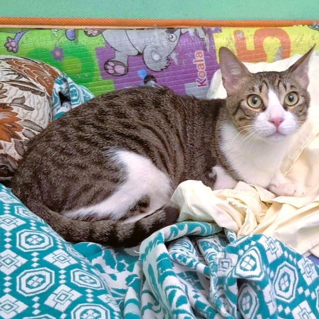 Oscar the Sweet (Tripod)